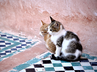 The Cats Of Morocco