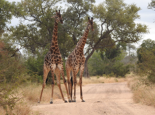 East-Africa-Safari-2019