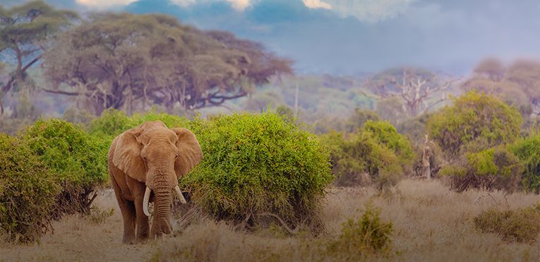Travel In Africa