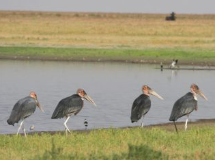 Liuwa-Kasanka-Zambia-fea
