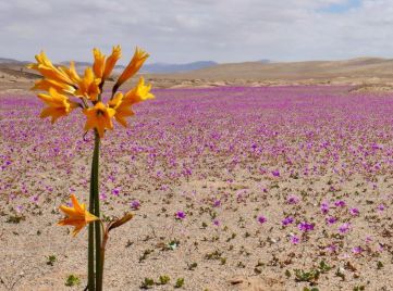 Flowers Of Chile
